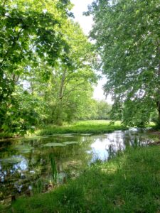 Rivière traversant un bosquet.