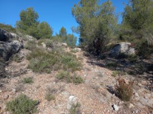 Exemple d'arbres et de buissons présents dans la garrigue, sur un sol rocailleux.