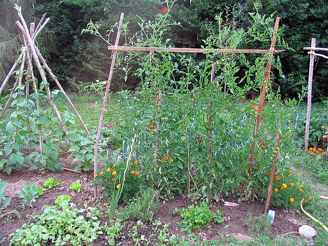 Plants de tomates avec tuteurs.