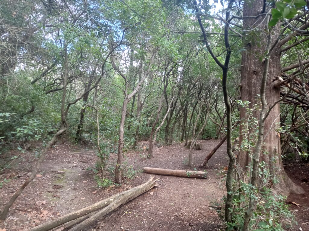 Une forêt en apparence sauvage, aux branches enchevêtrées ou tombées sur le sol aménagé.