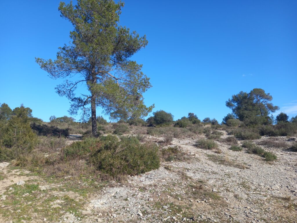 Exemple d'arbres et de buissons présents dans la garrigue.