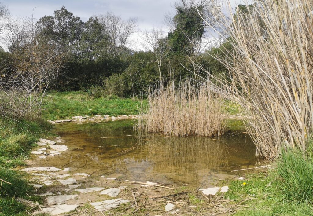Mare de roseaux secs au milieu d'une prairie d'herbes verdoyantes.