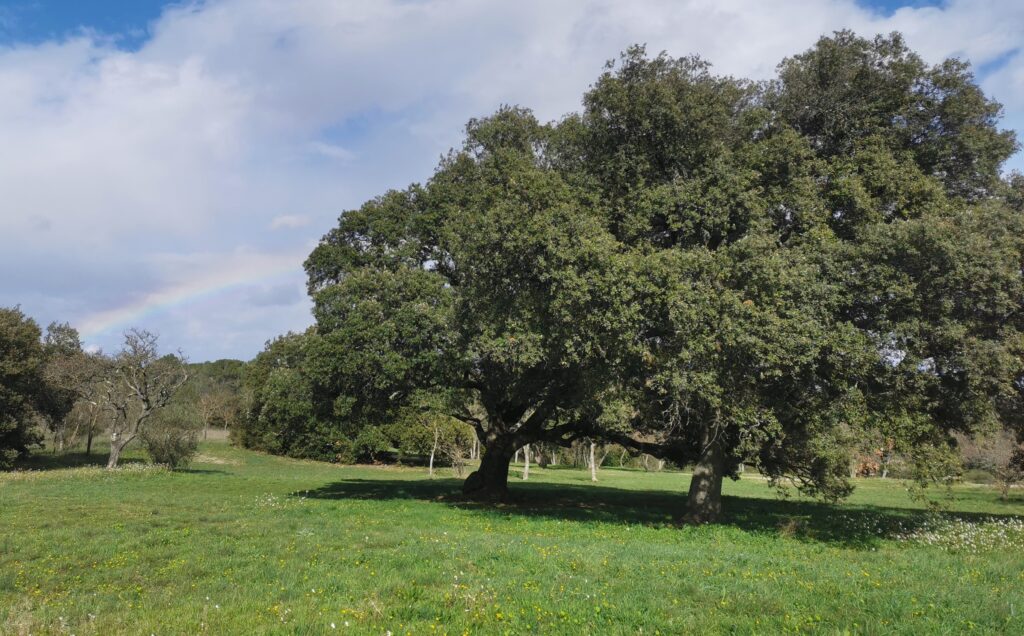 Arbres alignés au milieu d'un près fleuri.