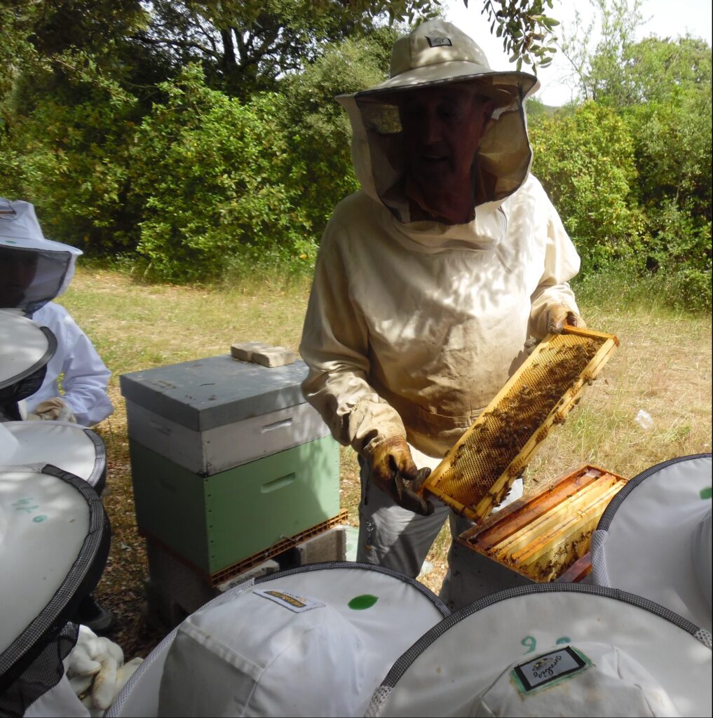 Apiculteur et enfants en tenues, observant un cadre grouillant sorti d'une ruche en bois.